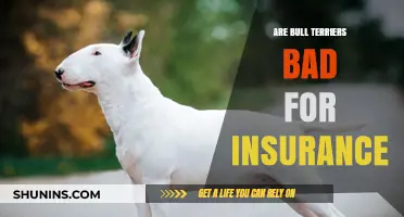 Bull Terriers: Insurance Risk or Friendly Pet?