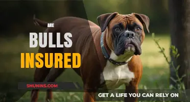Insuring Bulls: Are These Majestic Beasts Covered?