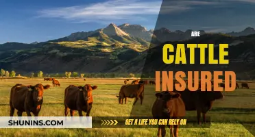 Insuring Cattle: Are Ranchers Covered?