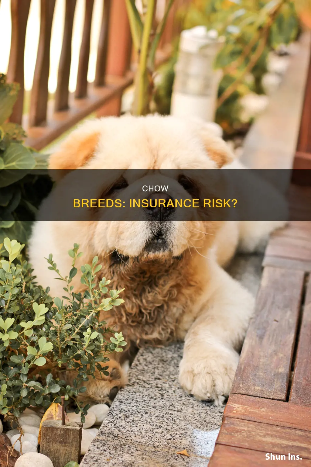 are chows considered dangerous for insurance purposes