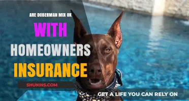 Home Insurance and Doberman Mixes: What You Need to Know
