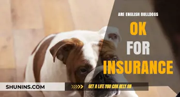 English Bulldogs: Insurable Pets or Not?
