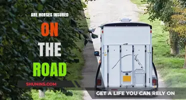 Horse Insurance: Are You Covered on the Road?