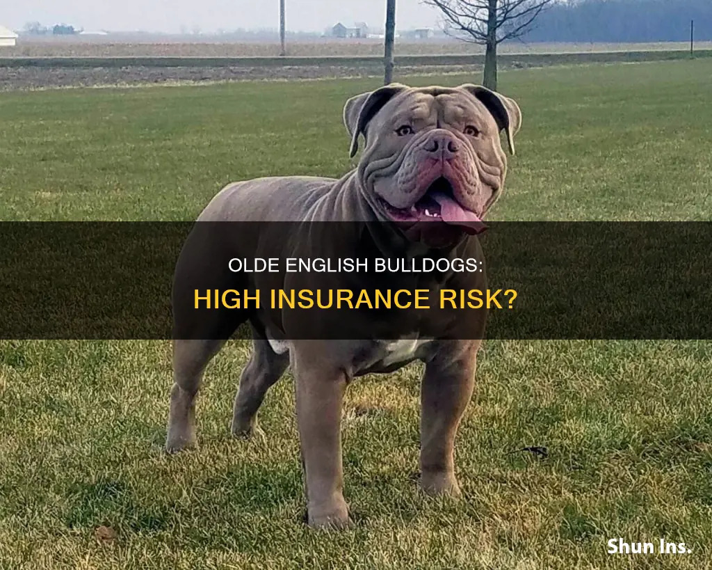 are olde english bulldogs high risk for insurance