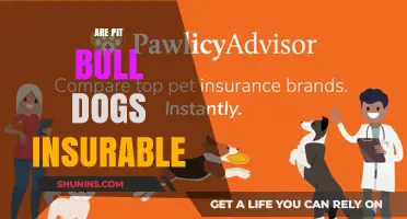 Insurable Pit Bulls: What You Need to Know
