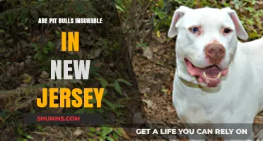Pit Bulls in New Jersey: Are They Insurable?