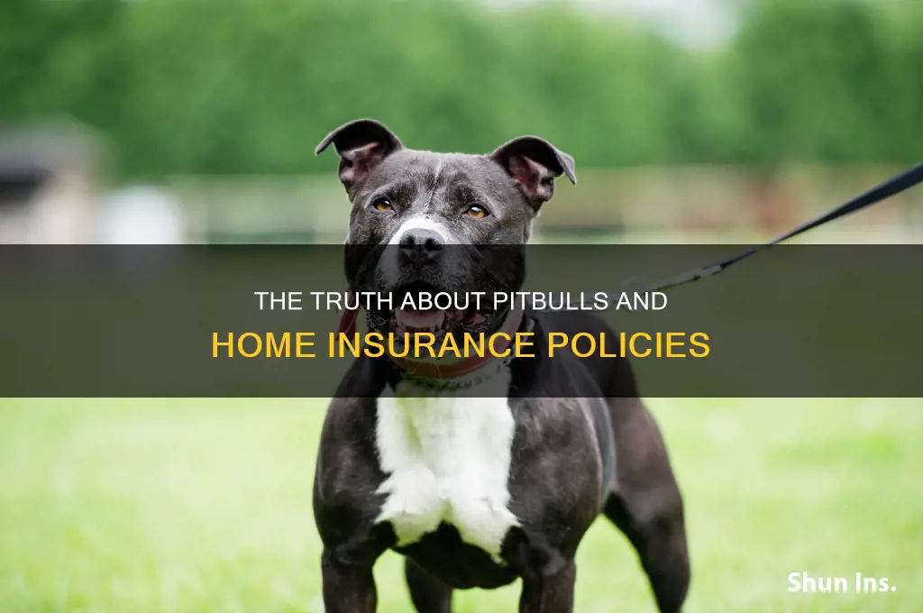 are pitbulls still raise insurance