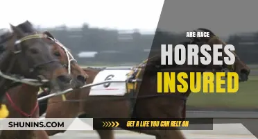 Do Race Horses Need Insurance? Exploring Coverage for Equine Athletes