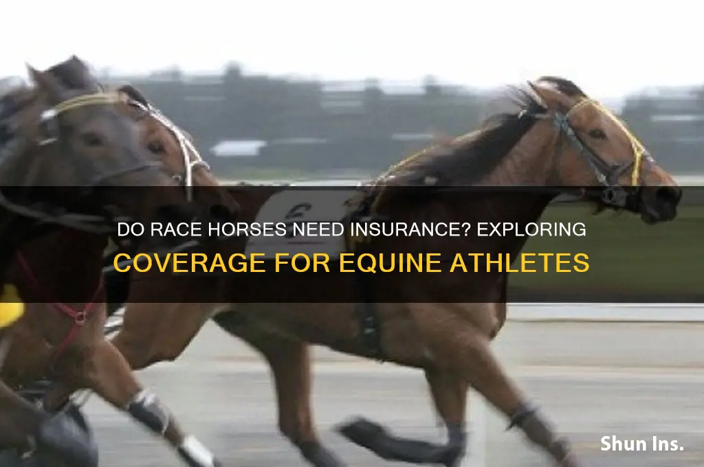 are race horses insured
