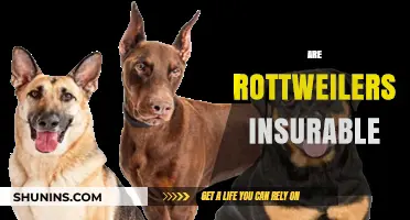 Rottweilers: Insurable or Not?