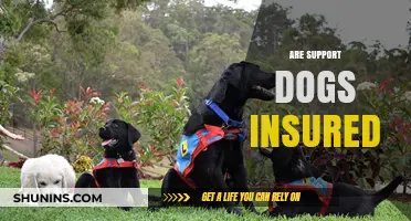 Support Dogs: Are They Covered by Insurance?