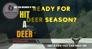 Deer Collision: What Your Insurance Covers