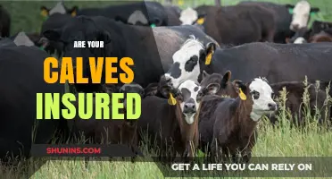 Insuring Your Calves: Are They Worth a Million?
