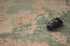 automobile insurance