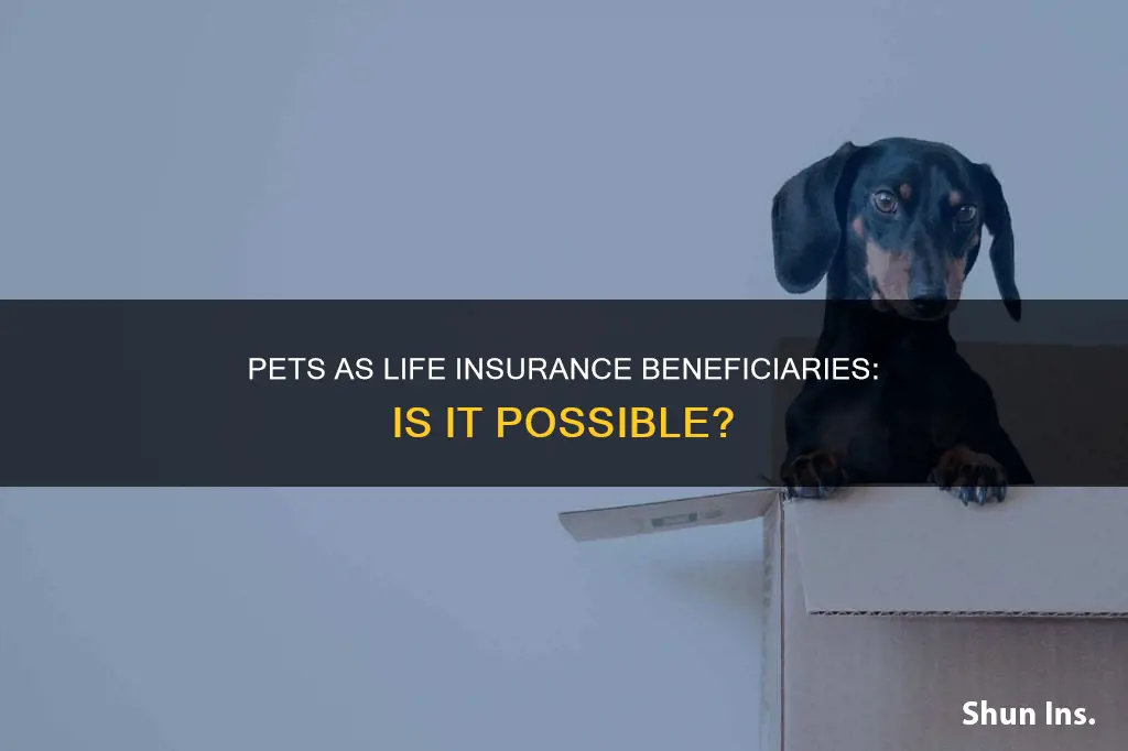 can a pet be a life insurance beneficiary