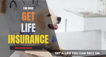 Life Insurance for Dogs: Is It Possible?