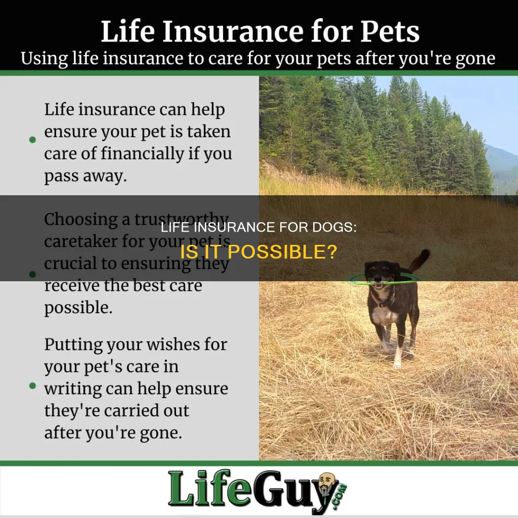 can dogs get life insurance