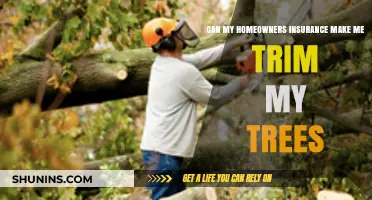 Home Insurance: Tree Trimming Requirements and Your Policy