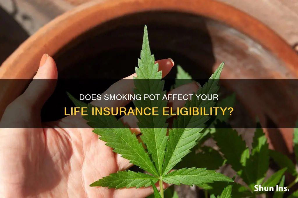 can you get denied life insurance for smoking pot