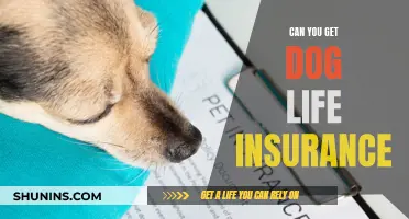 Dog Life Insurance: Is It Worth the Cost?