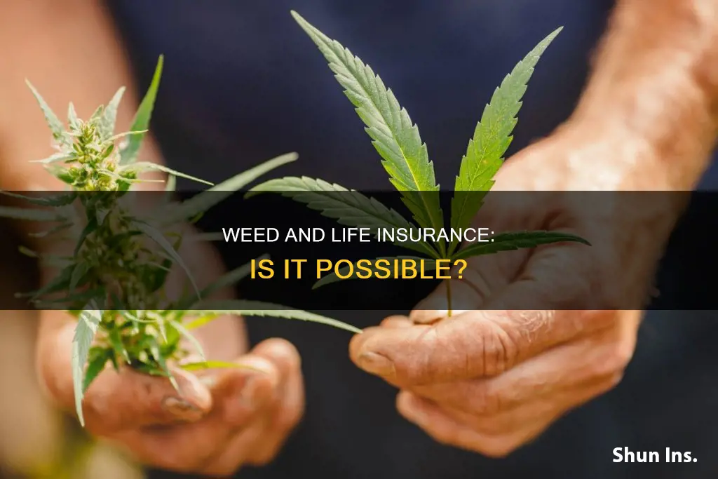 can you get life insurance if you ever smoke weed