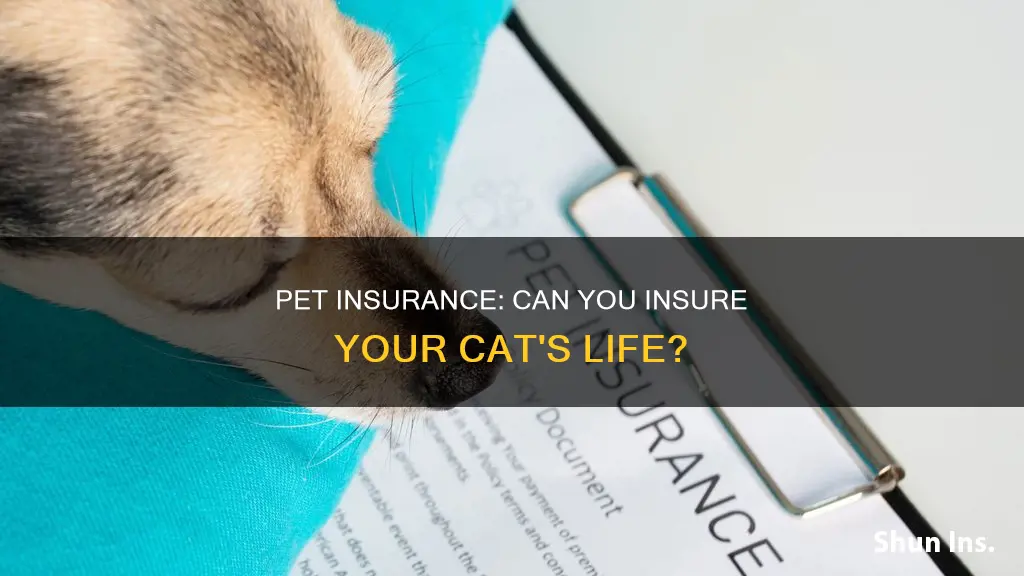 can you get life insurance on a cat