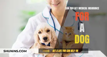 Dog Medical Insurance: Is It Worth the Cost?