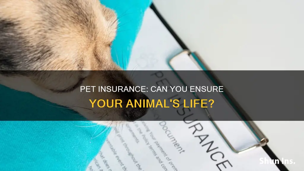 can you put life insurance on an animal