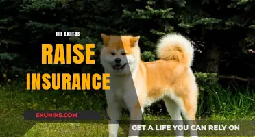 Akitas and Insurance: Understanding Breed-Specific Coverage Costs