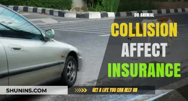 Animal Collisions: Insurance, Cost, and Prevention