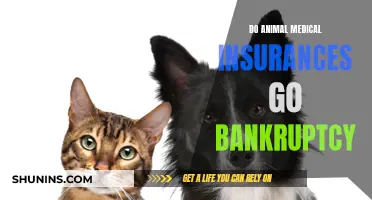 Animal Medical Insurance: Bankruptcy Protection for Your Pet?