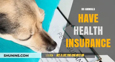 Do Animals Need Health Insurance? Exploring Pet Coverage Options