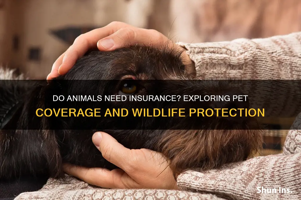 do animals have insurance