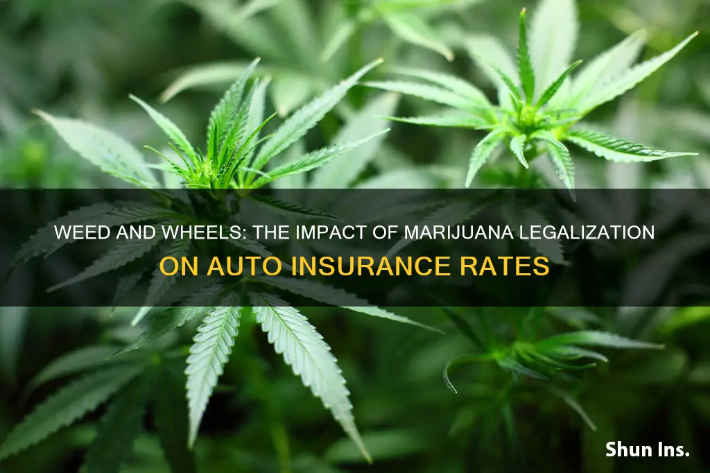 do auto insurance rates increase in states that legalize marijuana