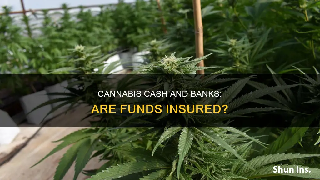 do banks insure funds from cannibus industries