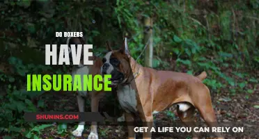 Do Boxers Have Insurance? Exploring Coverage for Professional Fighters