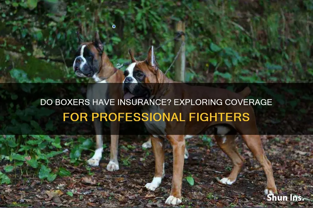 do boxers have insurance