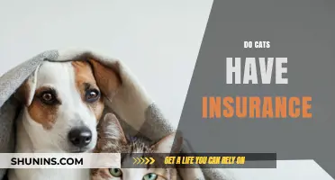Do Cats Need Insurance? Exploring Pet Coverage for Feline Friends