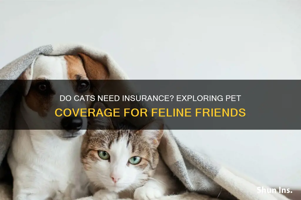 do cats have insurance