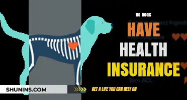 Do Dogs Need Health Insurance? Exploring Pet Coverage Options