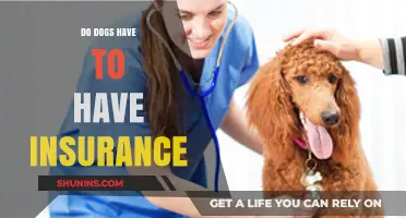 Should You Get Pet Insurance for Your Dog? Pros and Cons