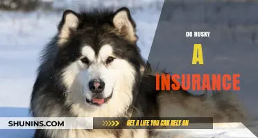 Do Huskies Need Insurance? Exploring Pet Coverage for Your Husky