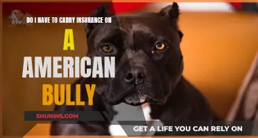 Insuring Your American Bully