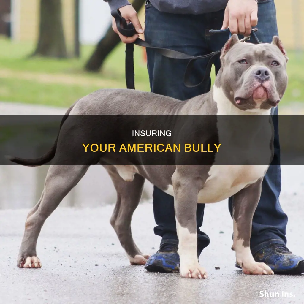 do I have to carry insurance on a american bully