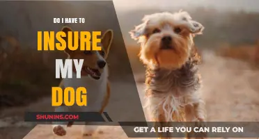 Should You Insure Your Dog? Exploring Pet Insurance Necessity