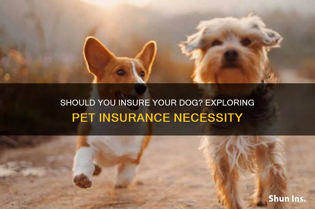 do i have to insure my dog