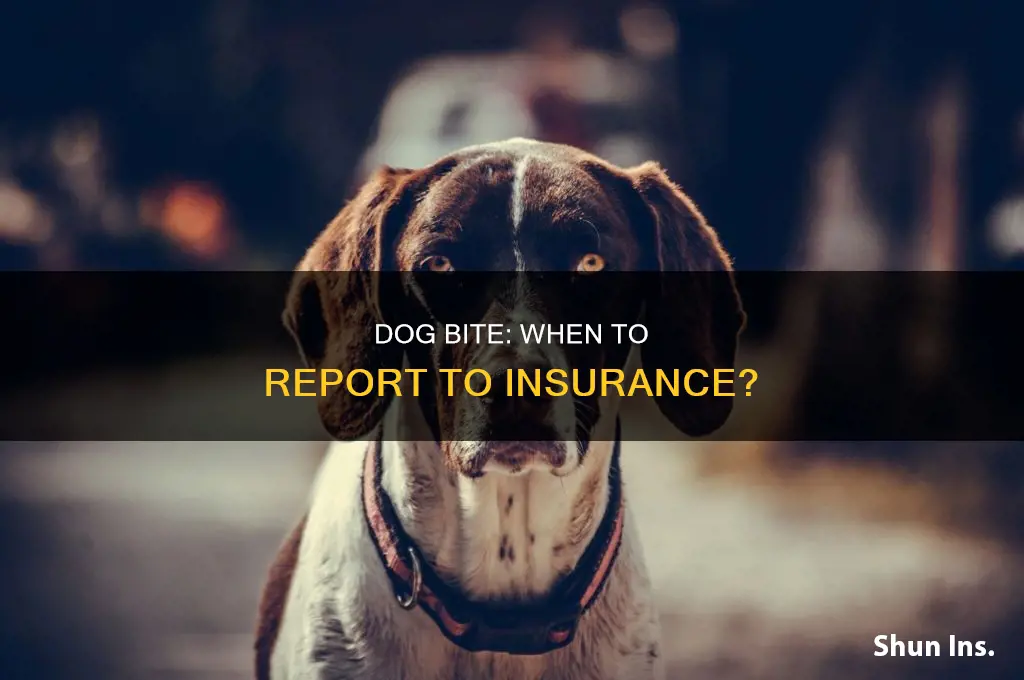 do I have to report dog bite to insurance