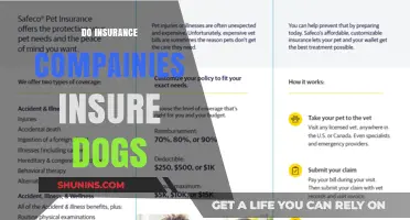 Do Insurance Companies Cover Dogs? Exploring Pet Insurance Options