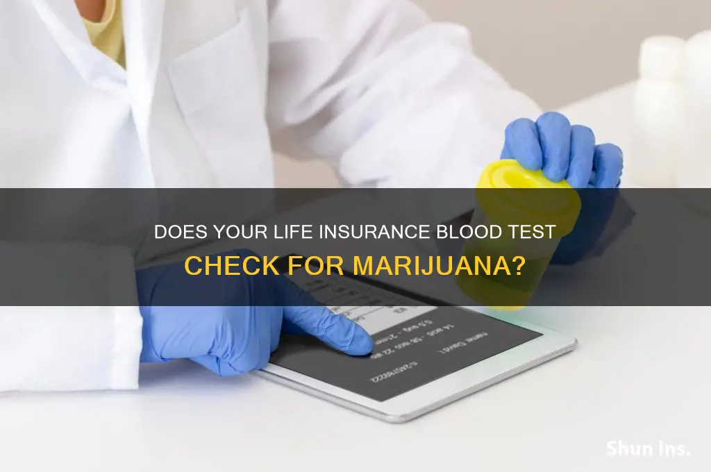 do life insurance blood tests check for marijuana