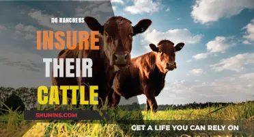 Do Ranchers Insure Their Cattle? Exploring Livestock Insurance Options